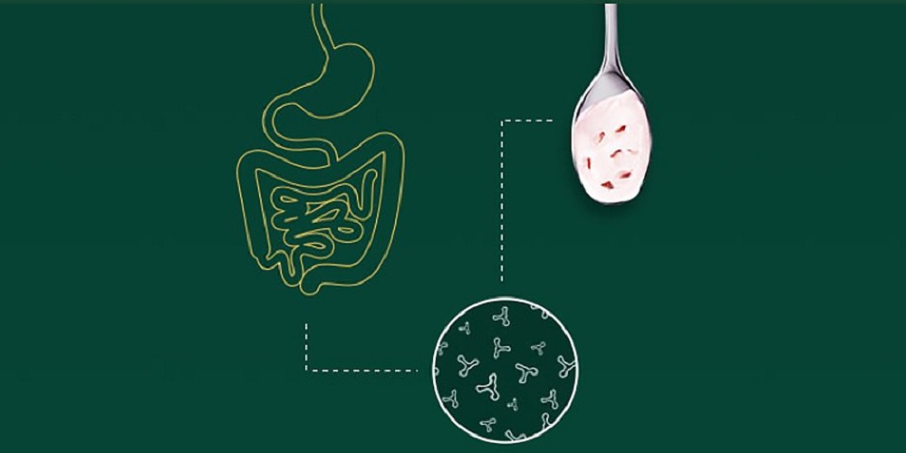 تأثیر پروبیوتیک بر حافظه چیست